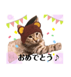 猫の2日目ルーティン（個別スタンプ：6）