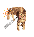 猫の2日目ルーティン（個別スタンプ：7）