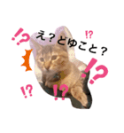 猫の2日目ルーティン（個別スタンプ：8）