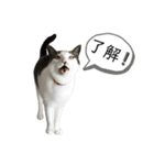 ハチワレ 銀さん（個別スタンプ：2）