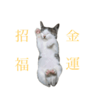 ハチワレ 銀さん（個別スタンプ：16）
