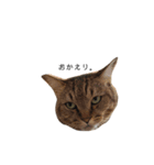うちんくの猫（個別スタンプ：1）