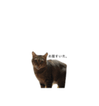 うちんくの猫（個別スタンプ：3）