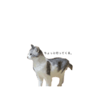 うちんくの猫（個別スタンプ：5）