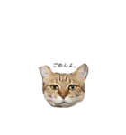 うちんくの猫（個別スタンプ：6）