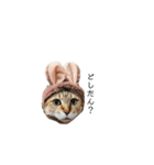 うちんくの猫（個別スタンプ：7）