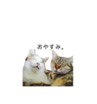 うちんくの猫（個別スタンプ：8）