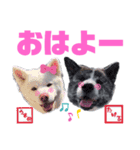 秋田犬 武尊＆羽珠夢（個別スタンプ：1）