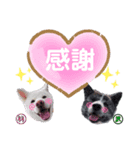 秋田犬 武尊＆羽珠夢（個別スタンプ：13）