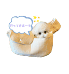 ビションフリーゼ 雪美（個別スタンプ：4）
