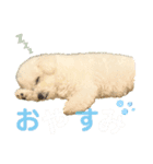 ビションフリーゼ 雪美（個別スタンプ：7）