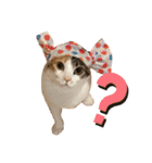 ぽっちゃり三毛猫チャック（個別スタンプ：1）