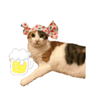 ぽっちゃり三毛猫チャック（個別スタンプ：2）