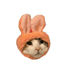 ぽっちゃり三毛猫チャック（個別スタンプ：3）