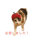 ぽっちゃり三毛猫チャック（個別スタンプ：5）