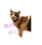 ぽっちゃり三毛猫チャック（個別スタンプ：6）
