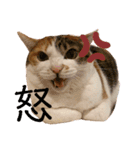 ぽっちゃり三毛猫チャック（個別スタンプ：8）