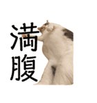 ぽっちゃり三毛猫チャック（個別スタンプ：9）