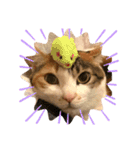 ぽっちゃり三毛猫チャック（個別スタンプ：11）
