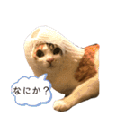 ぽっちゃり三毛猫チャック（個別スタンプ：12）
