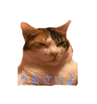 ぽっちゃり三毛猫チャック（個別スタンプ：13）