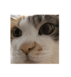 ぽっちゃり三毛猫チャック（個別スタンプ：15）