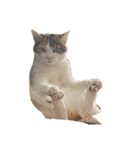 ぽっちゃり三毛猫チャック（個別スタンプ：16）