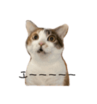 ぽっちゃり三毛猫チャック（個別スタンプ：20）