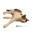 ぽっちゃり三毛猫チャック（個別スタンプ：21）