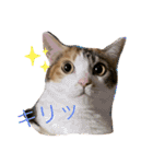 ぽっちゃり三毛猫チャック（個別スタンプ：24）