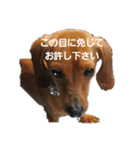 ワンッフレーズ（個別スタンプ：2）