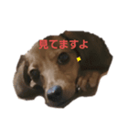 ワンッフレーズ（個別スタンプ：4）