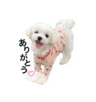 マルチーズ ココちゃん♪（個別スタンプ：1）