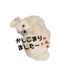 マルチーズ ココちゃん♪（個別スタンプ：6）
