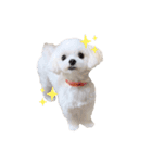 マルチーズ ココちゃん♪（個別スタンプ：10）
