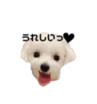 マルチーズ ココちゃん♪（個別スタンプ：11）