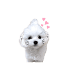 マルチーズ ココちゃん♪（個別スタンプ：13）