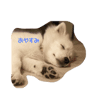 スピッツ ロイくんスタンプ（個別スタンプ：5）