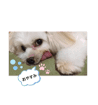 runaすたんぷPart1（シーズー♂）（個別スタンプ：8）