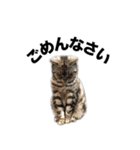 うちのアメショはなんてかわいいんでしょう（個別スタンプ：3）