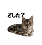 うちのアメショはなんてかわいいんでしょう（個別スタンプ：4）