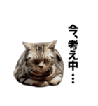 うちのアメショはなんてかわいいんでしょう（個別スタンプ：6）