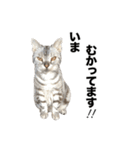 うちのアメショはなんてかわいいんでしょう（個別スタンプ：7）