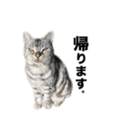 うちのアメショはなんてかわいいんでしょう（個別スタンプ：8）