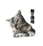 うちのアメショはなんてかわいいんでしょう（個別スタンプ：10）