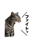 うちのアメショはなんてかわいいんでしょう（個別スタンプ：12）