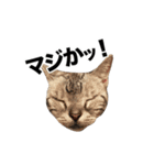 うちのアメショはなんてかわいいんでしょう（個別スタンプ：14）