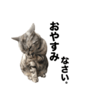 うちのアメショはなんてかわいいんでしょう（個別スタンプ：16）