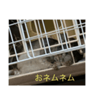 チンチラのラムネ（個別スタンプ：3）