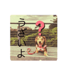 ふうまんスタンプ（個別スタンプ：13）